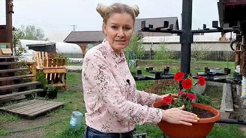 Дерево из ПЕТУНИИ, советы от Ани что нужно учесть для дерева  из цветов